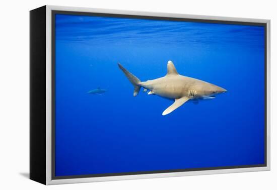 Oceanic Whitetip Sharks in Hawaii-Paul Souders-Framed Premier Image Canvas