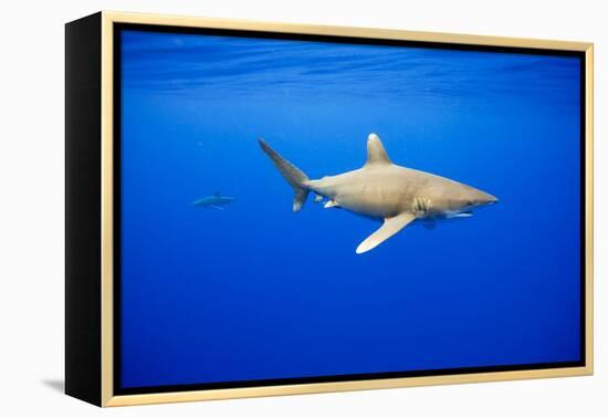 Oceanic Whitetip Sharks in Hawaii-Paul Souders-Framed Premier Image Canvas