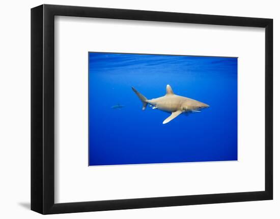 Oceanic Whitetip Sharks in Hawaii-Paul Souders-Framed Photographic Print