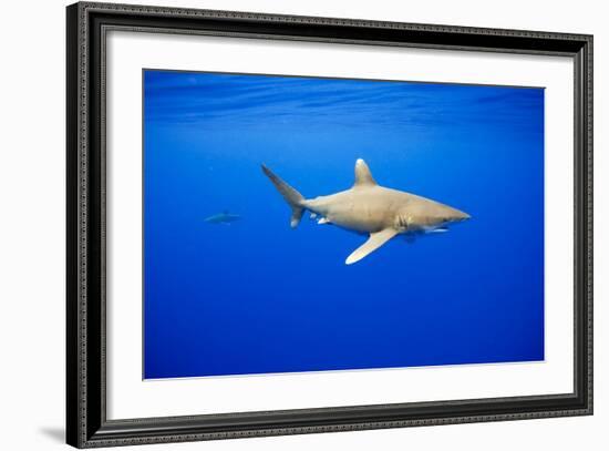 Oceanic Whitetip Sharks in Hawaii-Paul Souders-Framed Photographic Print