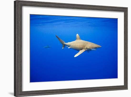 Oceanic Whitetip Sharks in Hawaii-Paul Souders-Framed Photographic Print