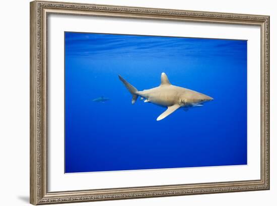 Oceanic Whitetip Sharks in Hawaii-Paul Souders-Framed Photographic Print