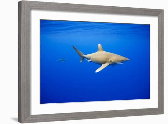 Oceanic Whitetip Sharks in Hawaii-Paul Souders-Framed Photographic Print