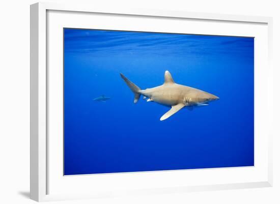 Oceanic Whitetip Sharks in Hawaii-Paul Souders-Framed Photographic Print