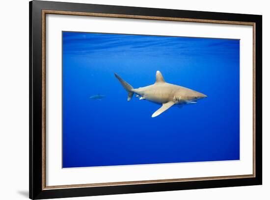 Oceanic Whitetip Sharks in Hawaii-Paul Souders-Framed Photographic Print