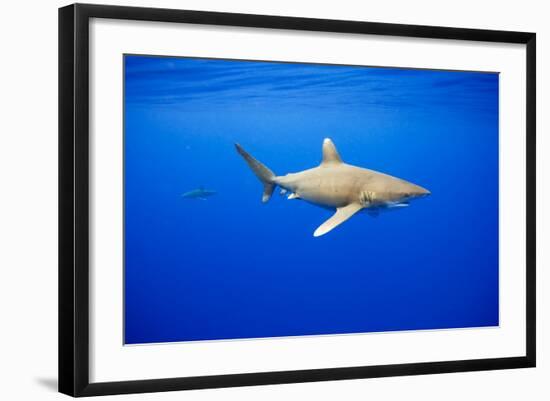 Oceanic Whitetip Sharks in Hawaii-Paul Souders-Framed Photographic Print