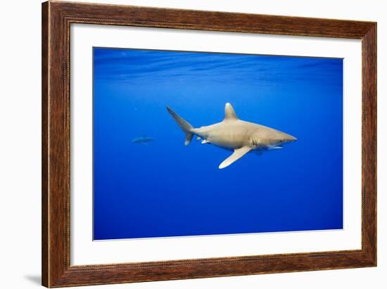 Oceanic Whitetip Sharks in Hawaii-Paul Souders-Framed Photographic Print