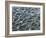 Oceanic-Art Wolfe-Framed Photographic Print