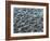 Oceanic-Art Wolfe-Framed Photographic Print