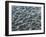 Oceanic-Art Wolfe-Framed Photographic Print