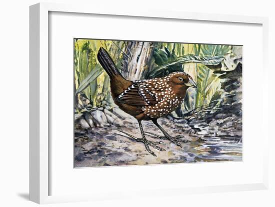 Ocellated Tapaculo (Acropternis Orthonyx), Rhinocryptidae-null-Framed Giclee Print