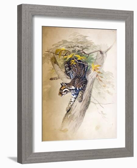 Ocelot, 1851-52-Joseph Wolf-Framed Giclee Print