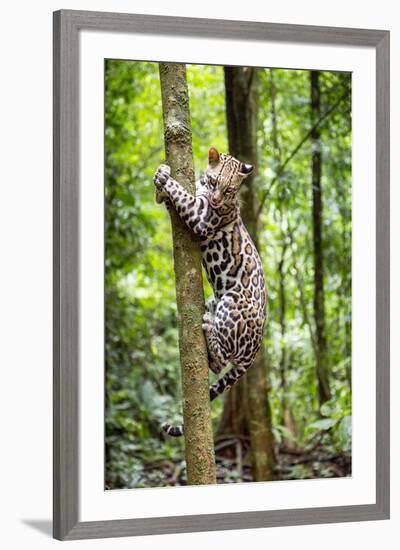 Ocelot climbing a tree trunk Costa Rica, Central America-Paul Williams-Framed Photographic Print