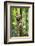 Ocelot climbing a tree trunk Costa Rica, Central America-Paul Williams-Framed Photographic Print