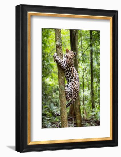 Ocelot climbing a tree trunk Costa Rica, Central America-Paul Williams-Framed Photographic Print