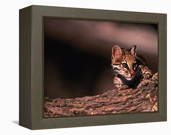 Ocelot, Endangered Species, Central America-Stuart Westmorland-Framed Premier Image Canvas