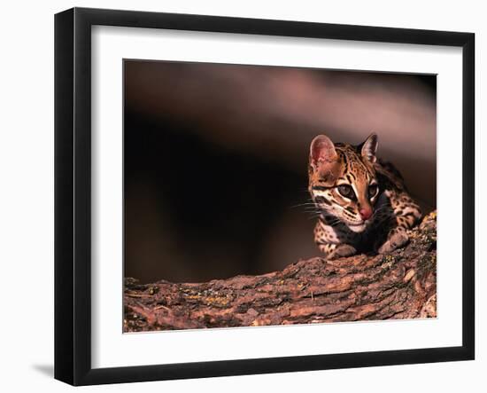 Ocelot, Endangered Species, Central America-Stuart Westmorland-Framed Photographic Print