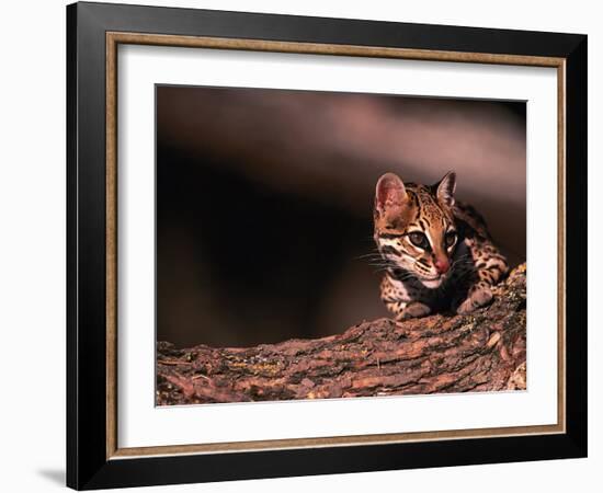 Ocelot, Endangered Species, Central America-Stuart Westmorland-Framed Photographic Print