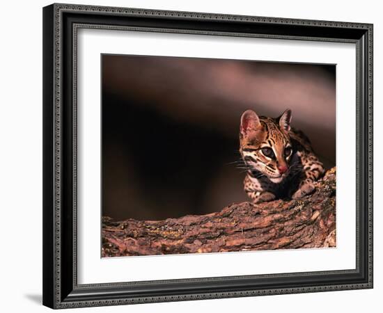 Ocelot, Endangered Species, Central America-Stuart Westmorland-Framed Photographic Print