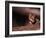 Ocelot, Endangered Species, Central America-Stuart Westmorland-Framed Photographic Print