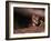 Ocelot, Endangered Species, Central America-Stuart Westmorland-Framed Photographic Print