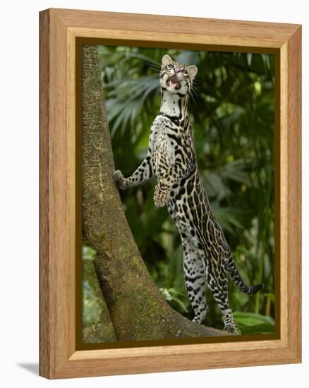 Ocelot (Felis / Leopardus Pardalis) Amazon Rainforest, Ecuador-Pete Oxford-Framed Premier Image Canvas