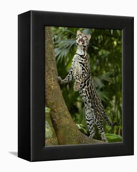 Ocelot (Felis / Leopardus Pardalis) Amazon Rainforest, Ecuador-Pete Oxford-Framed Premier Image Canvas