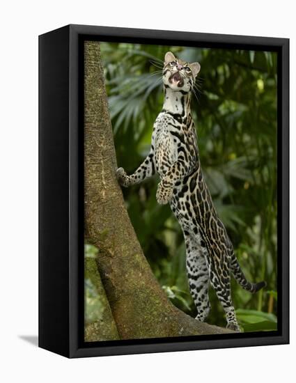 Ocelot (Felis / Leopardus Pardalis) Amazon Rainforest, Ecuador-Pete Oxford-Framed Premier Image Canvas