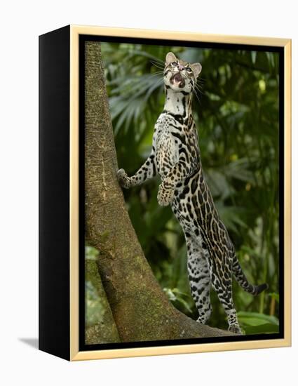 Ocelot (Felis / Leopardus Pardalis) Amazon Rainforest, Ecuador-Pete Oxford-Framed Premier Image Canvas