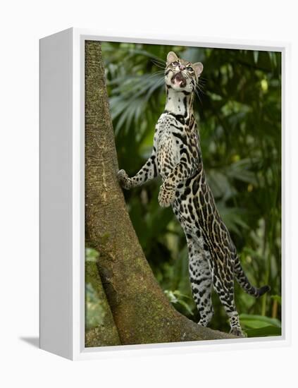 Ocelot (Felis / Leopardus Pardalis) Amazon Rainforest, Ecuador-Pete Oxford-Framed Premier Image Canvas