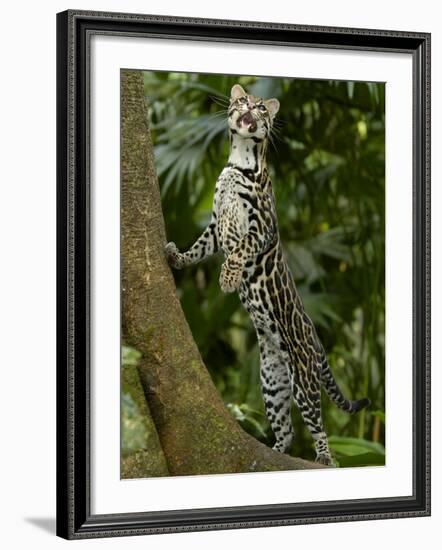 Ocelot (Felis / Leopardus Pardalis) Amazon Rainforest, Ecuador-Pete Oxford-Framed Photographic Print