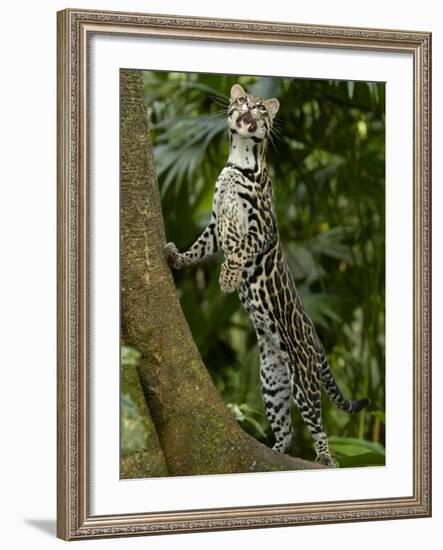 Ocelot (Felis / Leopardus Pardalis) Amazon Rainforest, Ecuador-Pete Oxford-Framed Photographic Print