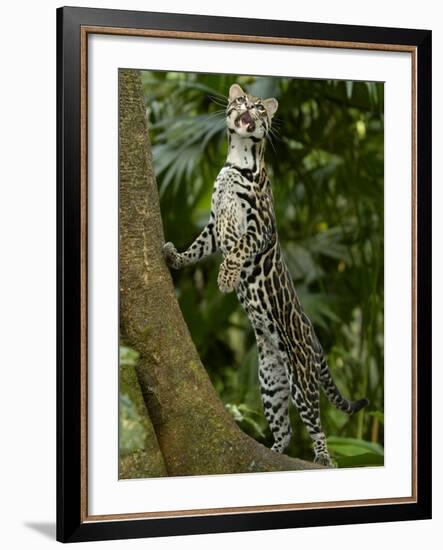 Ocelot (Felis / Leopardus Pardalis) Amazon Rainforest, Ecuador-Pete Oxford-Framed Photographic Print