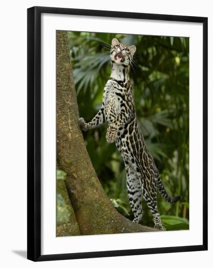 Ocelot (Felis / Leopardus Pardalis) Amazon Rainforest, Ecuador-Pete Oxford-Framed Photographic Print