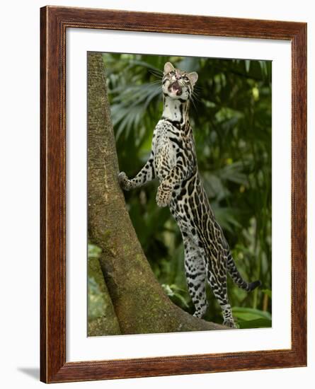 Ocelot (Felis / Leopardus Pardalis) Amazon Rainforest, Ecuador-Pete Oxford-Framed Photographic Print