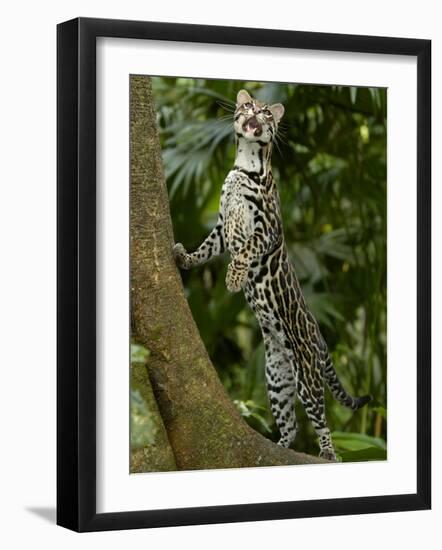 Ocelot (Felis / Leopardus Pardalis) Amazon Rainforest, Ecuador-Pete Oxford-Framed Photographic Print