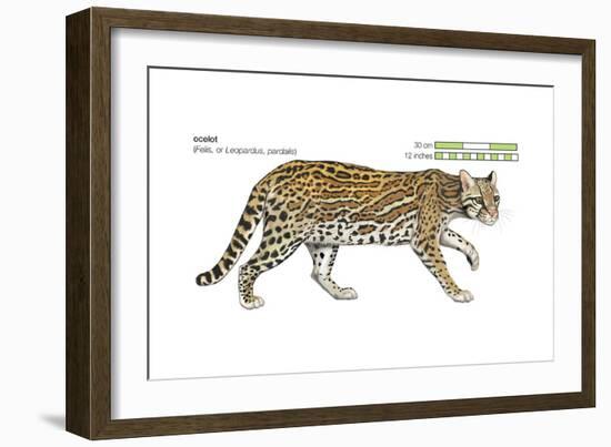 Ocelot (Felis or Lepardus, Pardalis), Cat, Mammals-Encyclopaedia Britannica-Framed Art Print