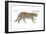 Ocelot (Felis or Lepardus, Pardalis), Cat, Mammals-Encyclopaedia Britannica-Framed Art Print