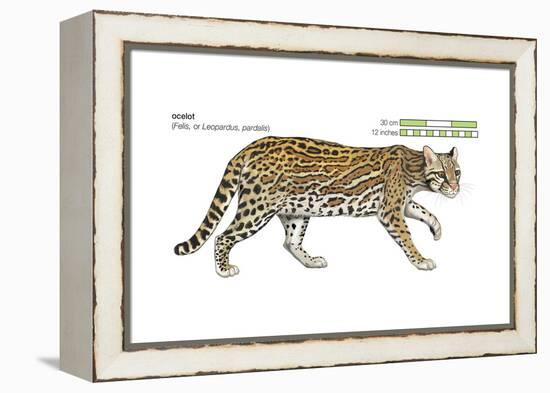 Ocelot (Felis or Lepardus, Pardalis), Cat, Mammals-Encyclopaedia Britannica-Framed Stretched Canvas