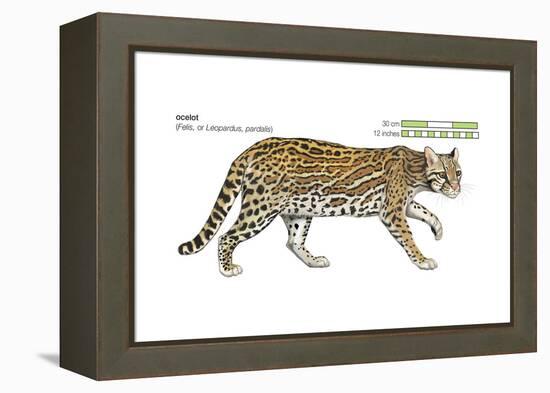 Ocelot (Felis or Lepardus, Pardalis), Cat, Mammals-Encyclopaedia Britannica-Framed Stretched Canvas