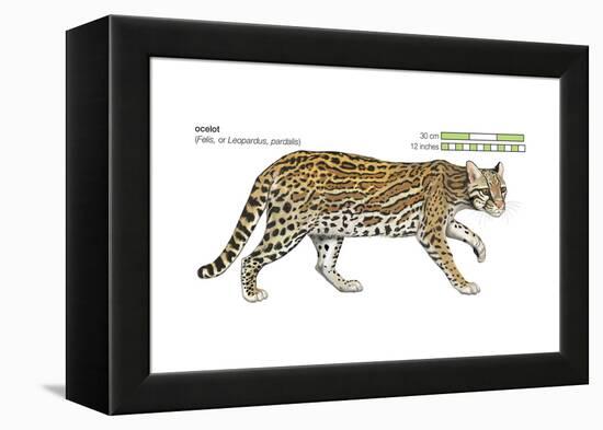 Ocelot (Felis or Lepardus, Pardalis), Cat, Mammals-Encyclopaedia Britannica-Framed Stretched Canvas