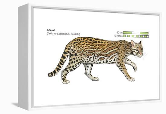 Ocelot (Felis or Lepardus, Pardalis), Cat, Mammals-Encyclopaedia Britannica-Framed Stretched Canvas