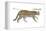 Ocelot (Felis or Lepardus, Pardalis), Cat, Mammals-Encyclopaedia Britannica-Framed Stretched Canvas