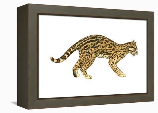 Ocelot (Felis Pardalis), Mammals-Encyclopaedia Britannica-Framed Stretched Canvas