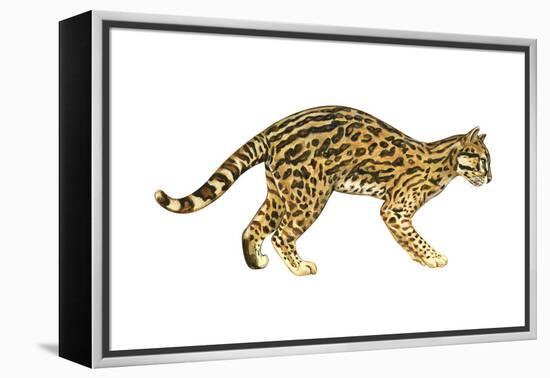 Ocelot (Felis Pardalis), Mammals-Encyclopaedia Britannica-Framed Stretched Canvas