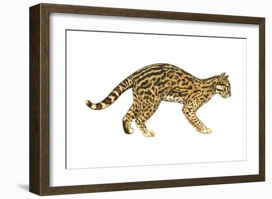 Ocelot (Felis Pardalis), Mammals-Encyclopaedia Britannica-Framed Art Print