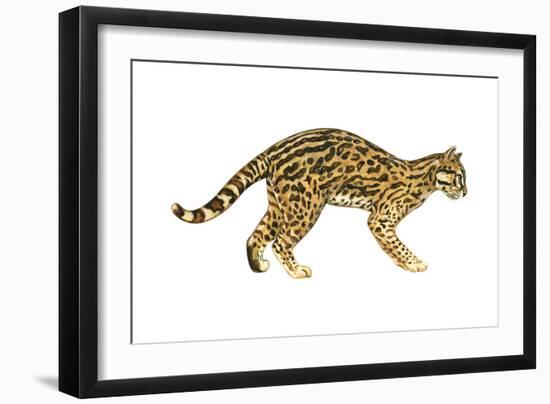 Ocelot (Felis Pardalis), Mammals-Encyclopaedia Britannica-Framed Art Print