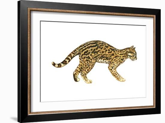 Ocelot (Felis Pardalis), Mammals-Encyclopaedia Britannica-Framed Art Print