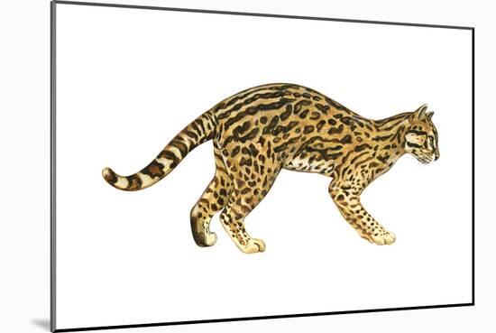 Ocelot (Felis Pardalis), Mammals-Encyclopaedia Britannica-Mounted Art Print