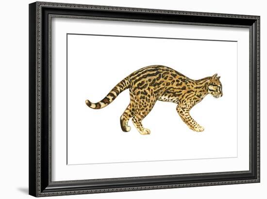 Ocelot (Felis Pardalis), Mammals-Encyclopaedia Britannica-Framed Art Print